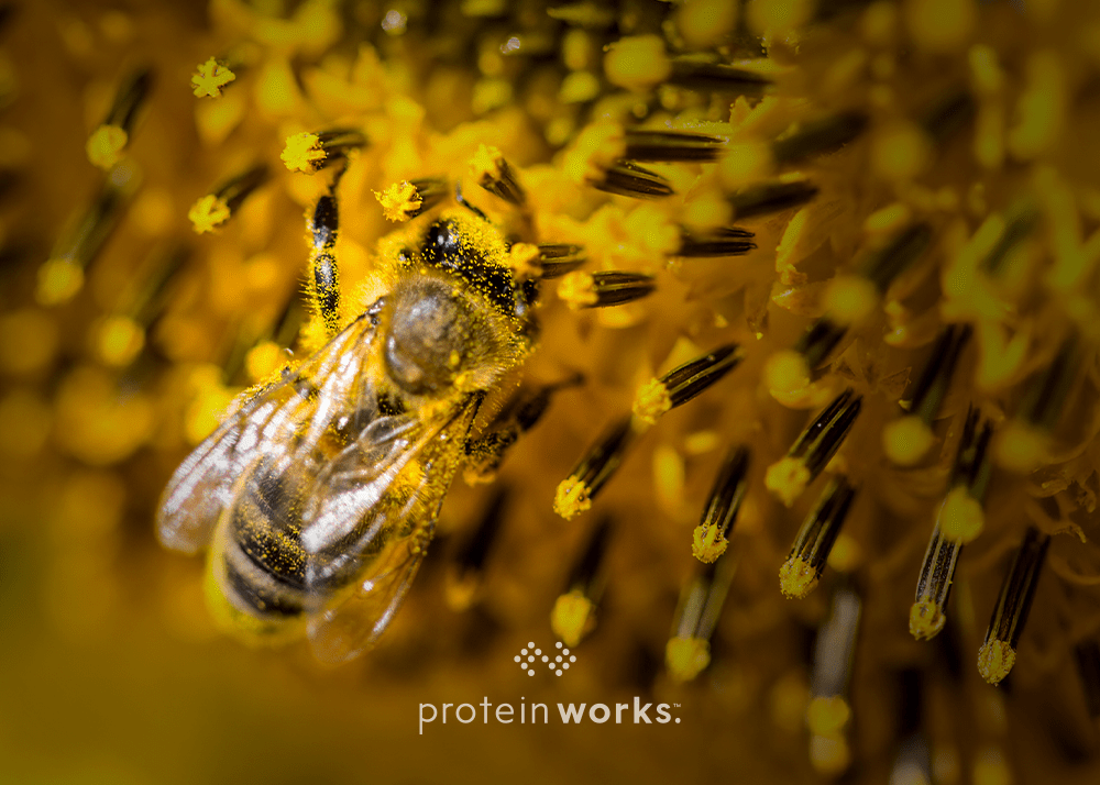 Bee collecting pollen from a plant